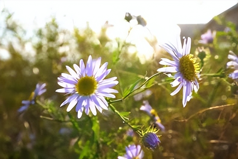 三种老人晚年很有福气越活越幸福,老人晚年生活幸福需要具备的心态