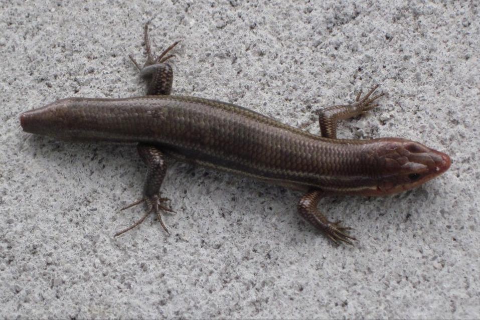 狗婆蛇形态特征,狗婆蛇是保护动物吗