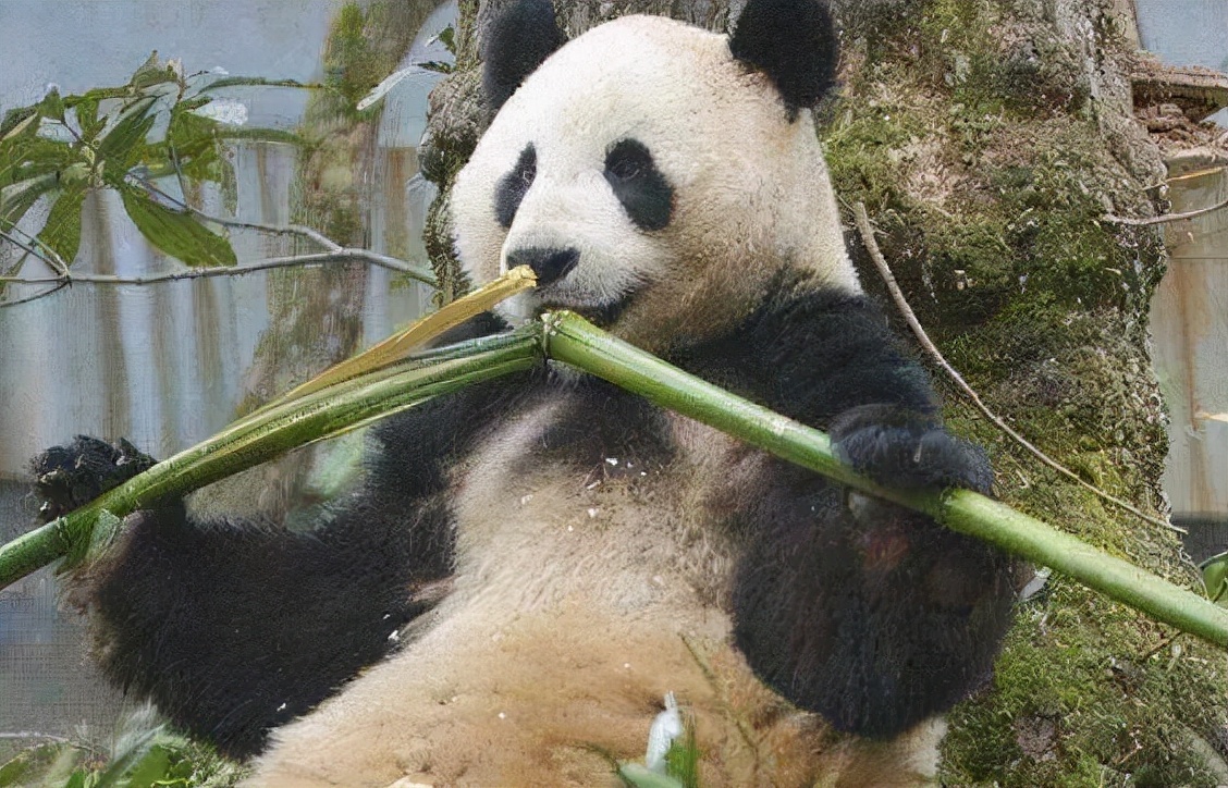 瀹為敜鐔婄尗椋熻倝鍔ㄧ墿,钀岃悓鍝掔唺鐚師鏉ョ珶鏄閾佸吔