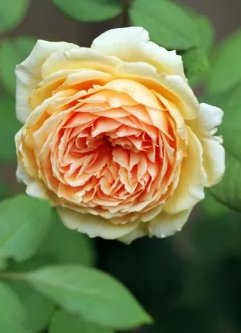 月季美图100张,月季花唯美高清图片大全