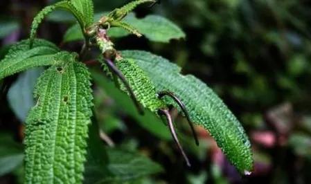 致敬墨脱的军人,不舍西藏墨脱退伍老兵泪别边关