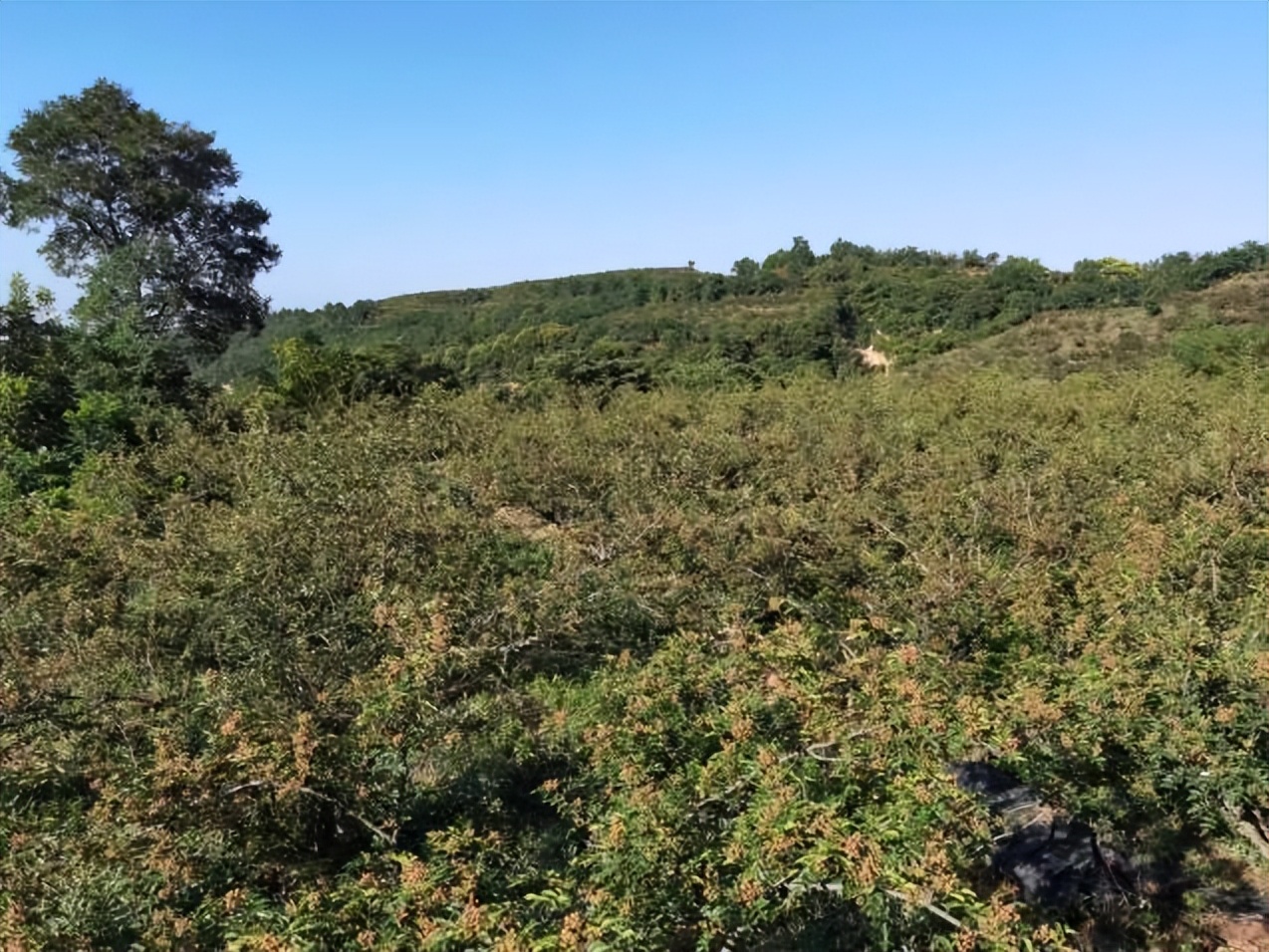 韩城市孟一沟孟香娇花椒通过国家有机产品认证