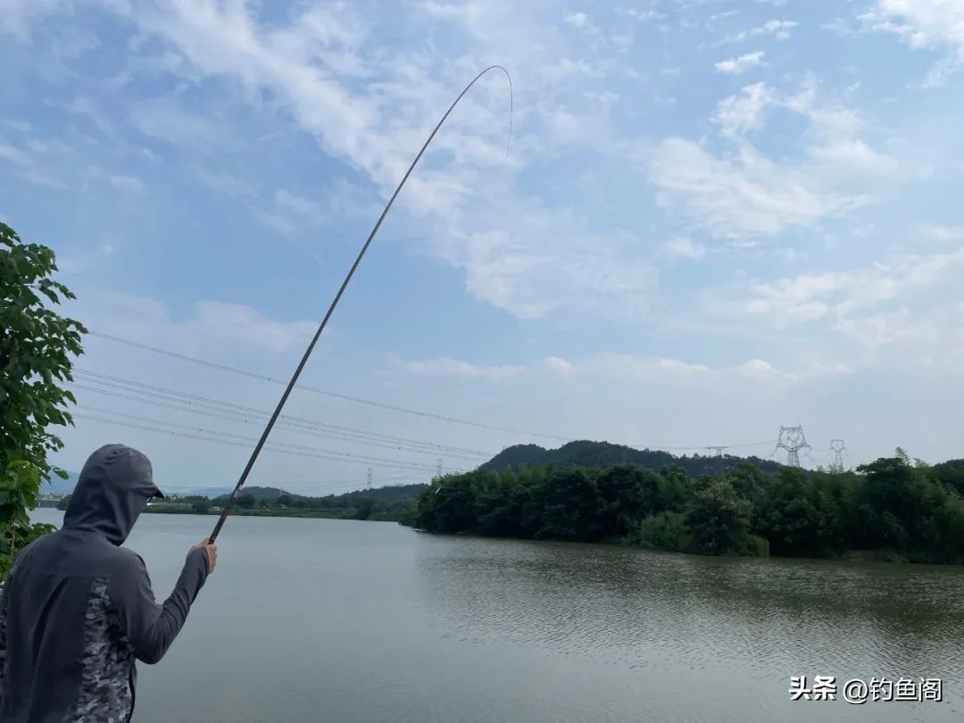野钓最好的黄金鱼,野钓黄金尺寸鱼竿