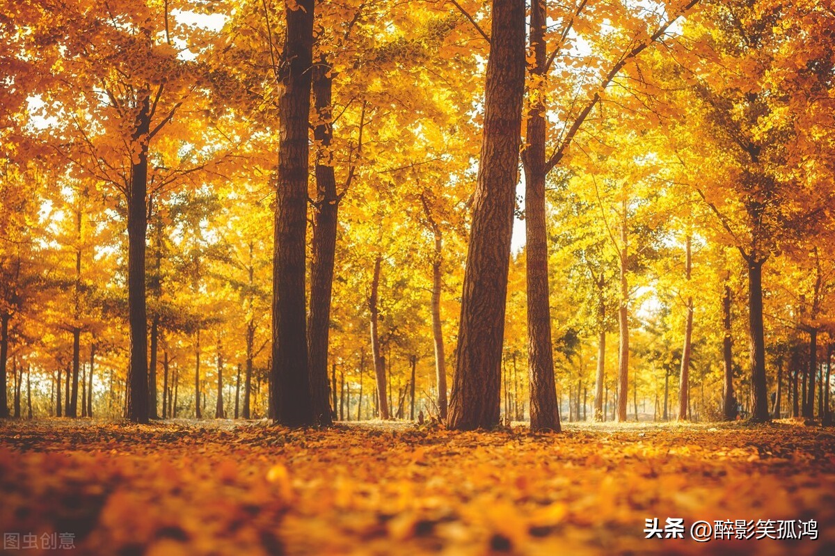 三年级语文上册听听秋的声音考点,语文三年级上册七课听听秋的声音