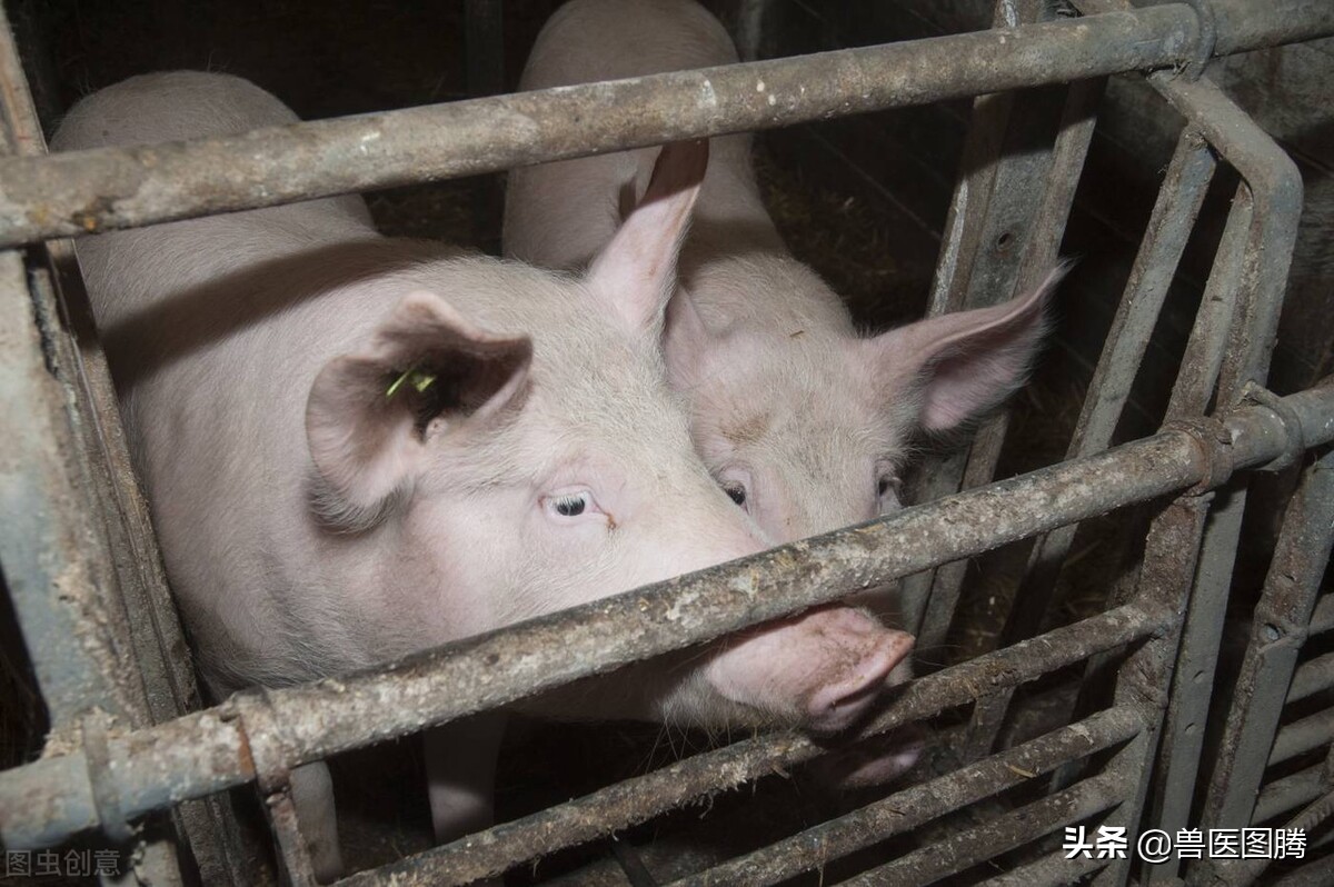 母猪产后消炎可以打一些什么针,母猪产后消炎用药过多会如何
