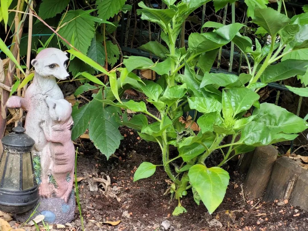 适合夏天养的7种花越晒开花越旺,夏天最能开的10种花越热越能开