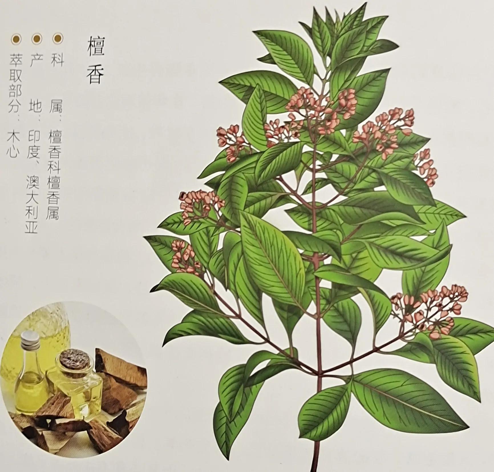 关于檀香精油,檀香精油价格