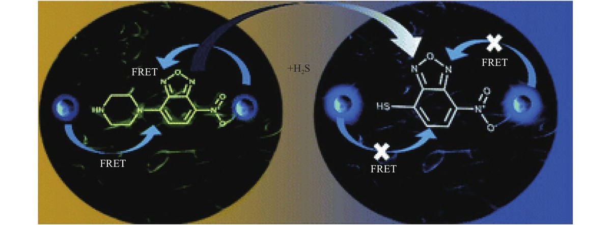 荧光探针的识别机理：ICT、PET等有什么区别？