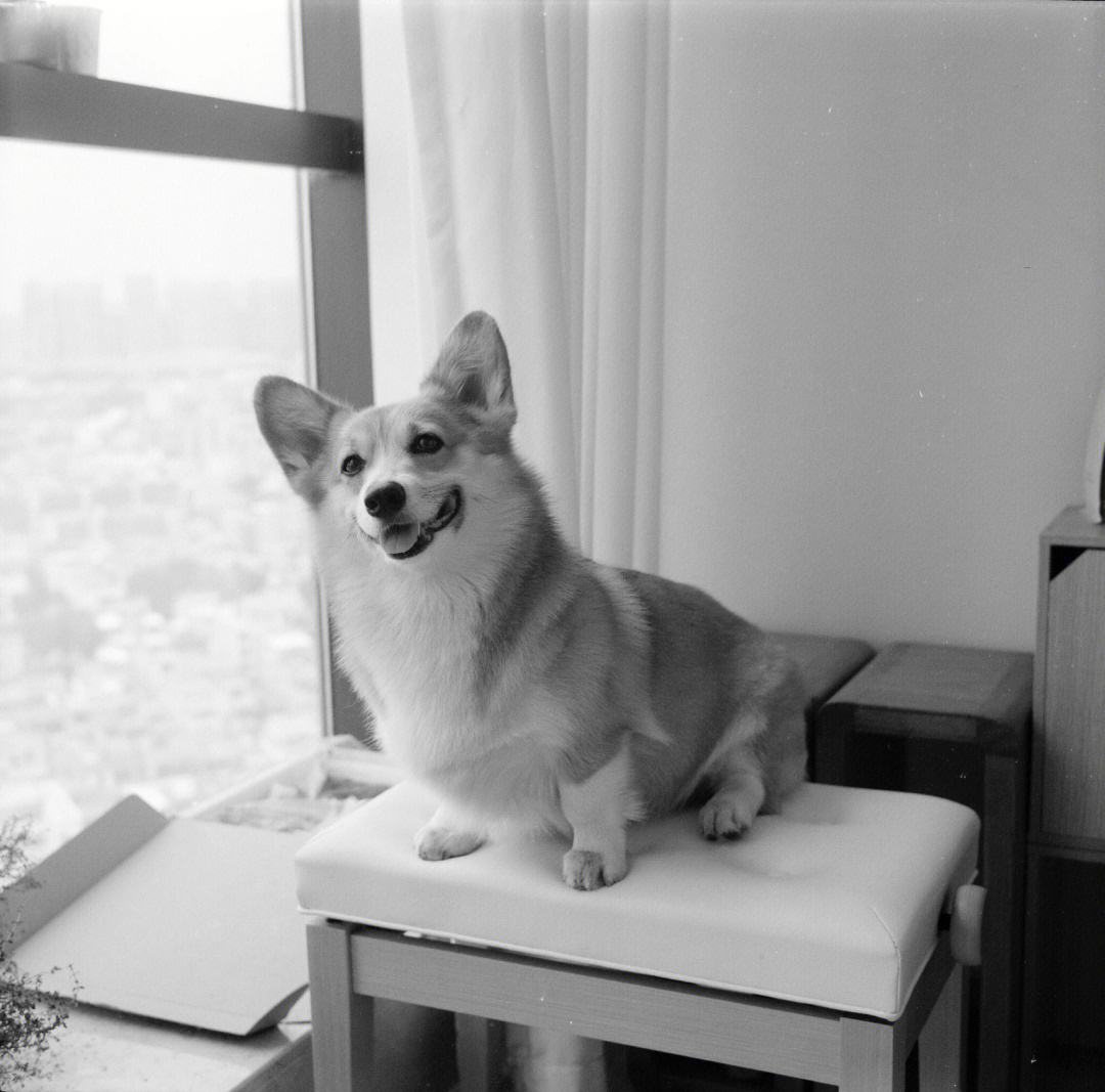 不掉毛的小型狗,新手养啥小型狗