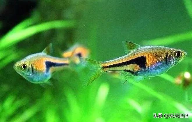 什么鱼观赏鱼不吃水草,什么鱼不会啃食绿苔