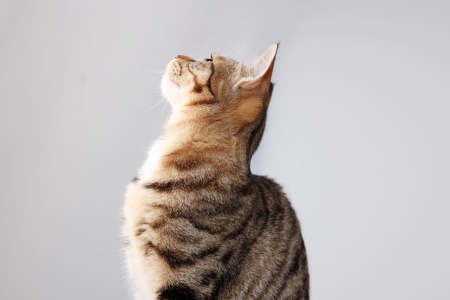 猫界的刘亦菲三花猫,三花猫界的刘亦菲