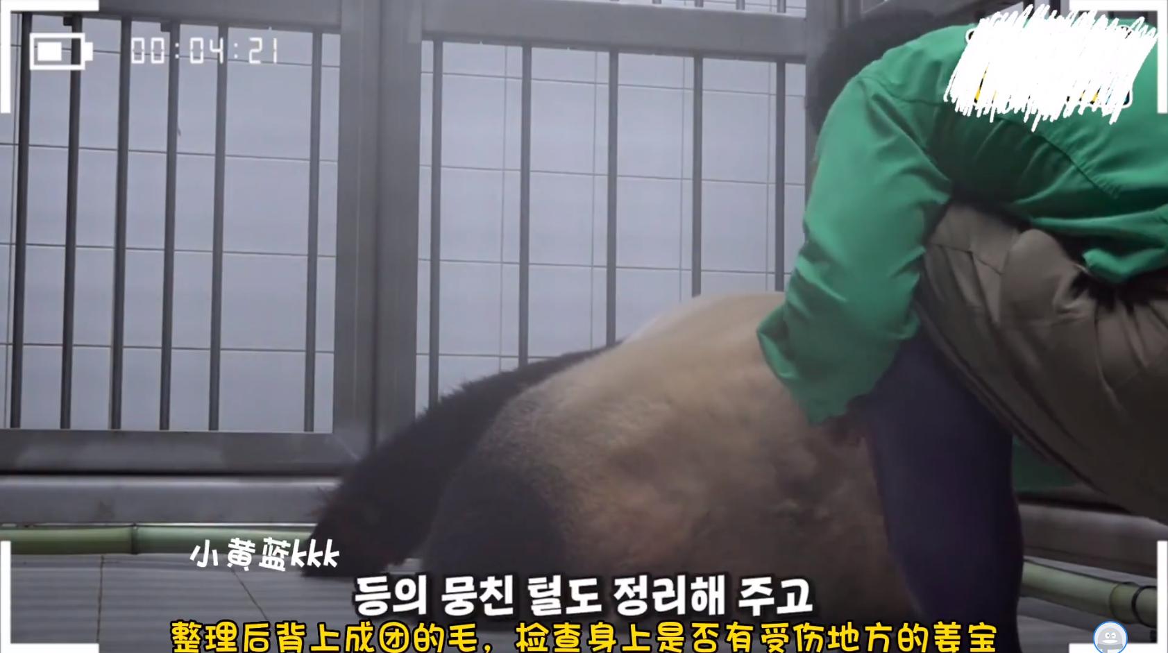 让财阀家的千金爱宝告诉你,熊猫应该是怎么样坐月子的!