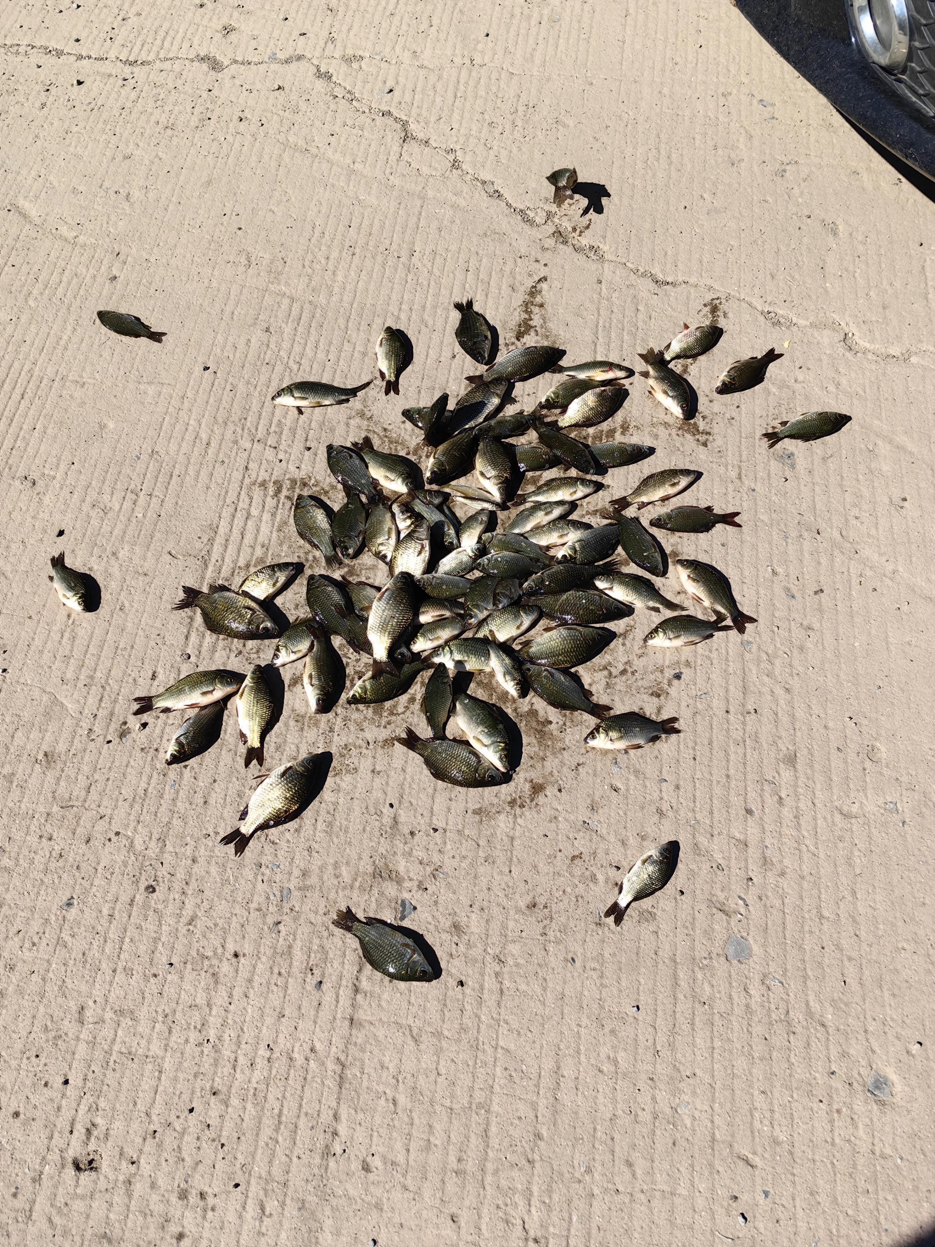 明大大原声,明大大记录生活