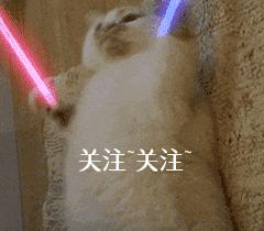 边牧吃什么牌子的狗粮最好,边牧狗粮什么牌子好还便宜