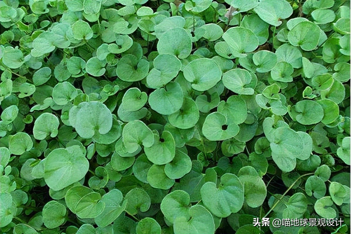 山东地区适合种植什么草皮,山东地区草坪