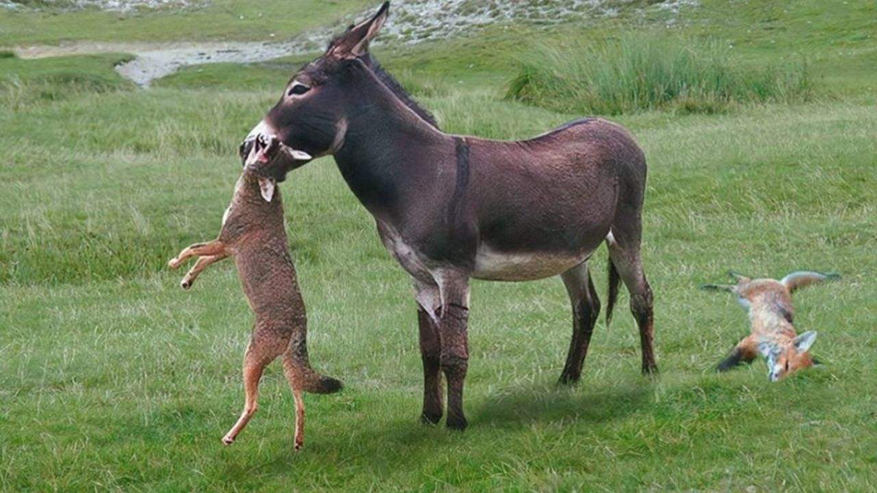 马真的比驴好吗,为什么马永远无法取代驴子的地位