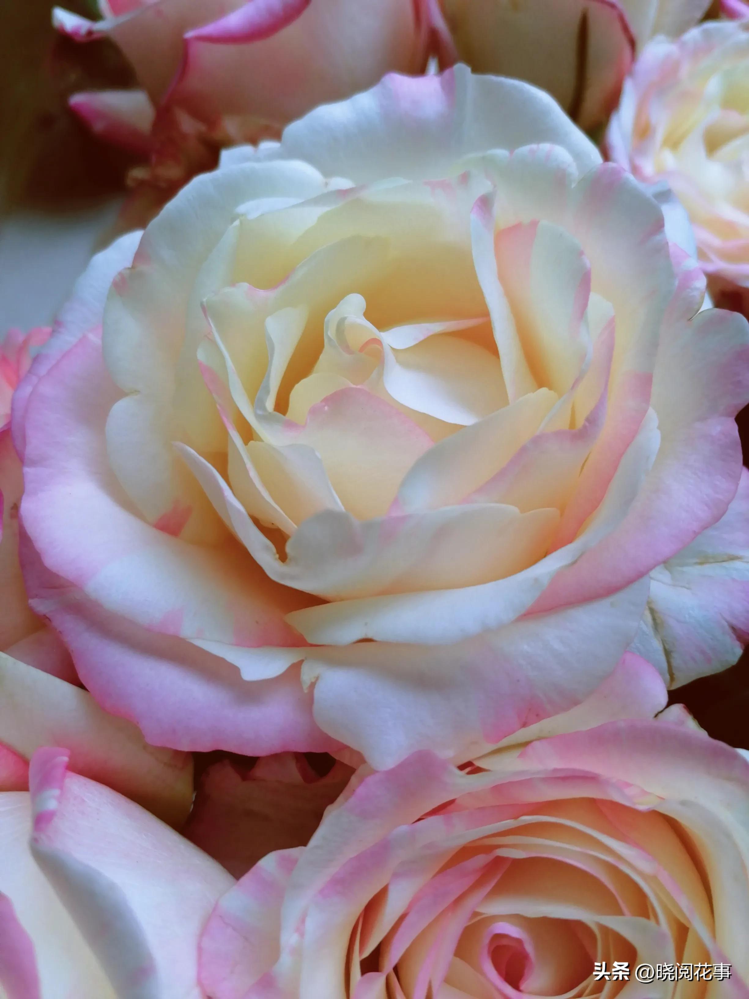 怎么提前准备花表白,表白女朋友送什么花