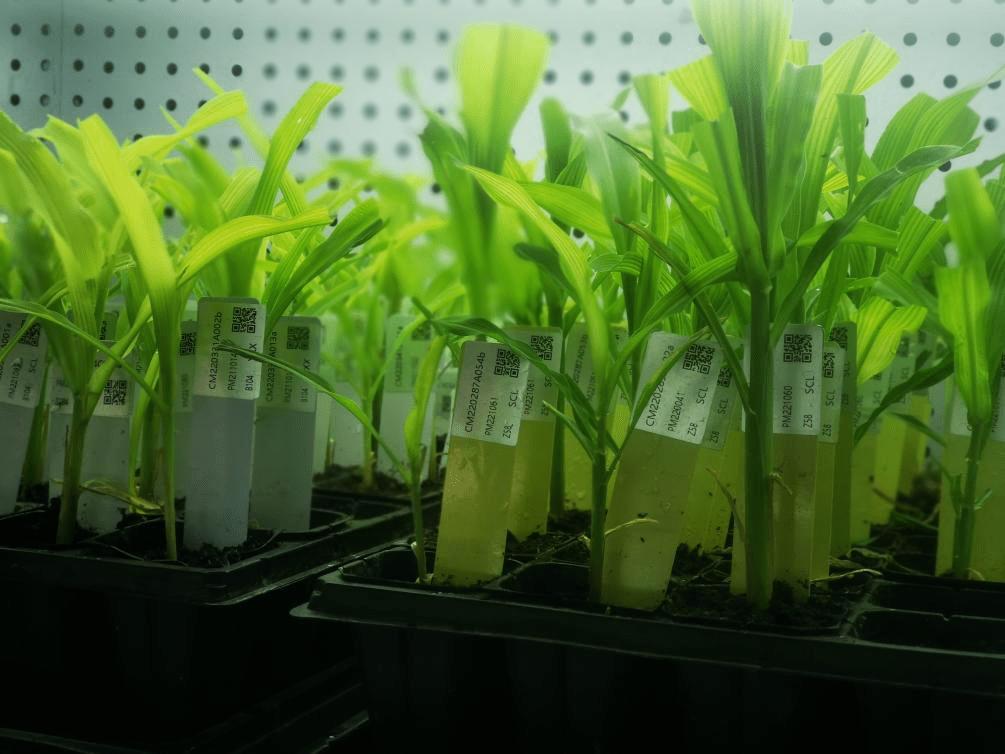 锻造行业“小巨人”,深耕基因编辑育种|专访艾迪晶生物