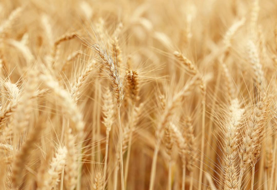 保险期货支农,保险期货服务乡村振兴