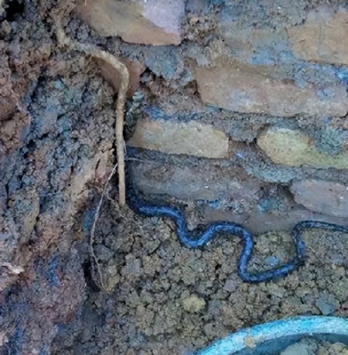 “蛇灭门”到底有多神奇？揭秘老人口中的杀蛇神器！