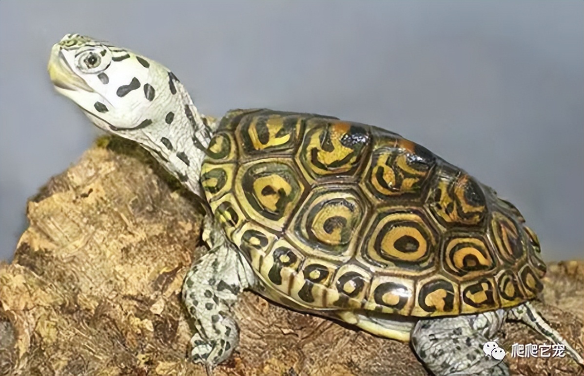 养一只水龟互动之王——钻纹龟,饲养体验非常棒