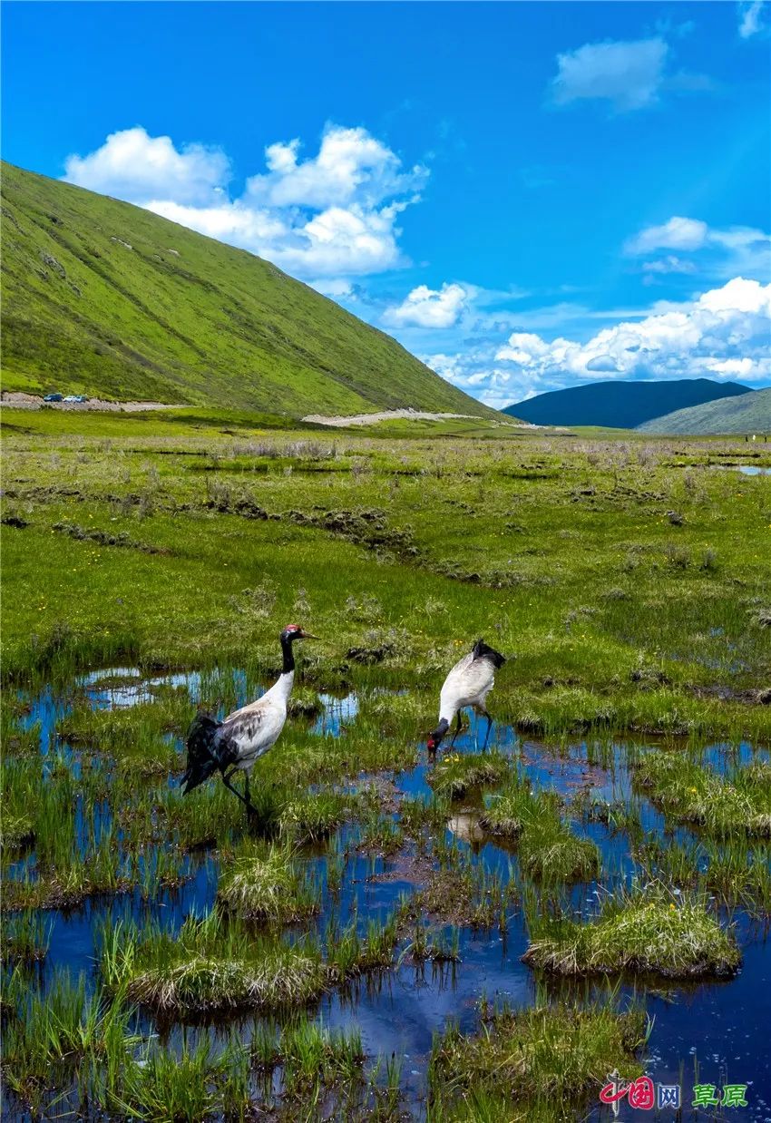 若尔盖草原：生命蓬勃而狂放，奔驰的马群听命于风