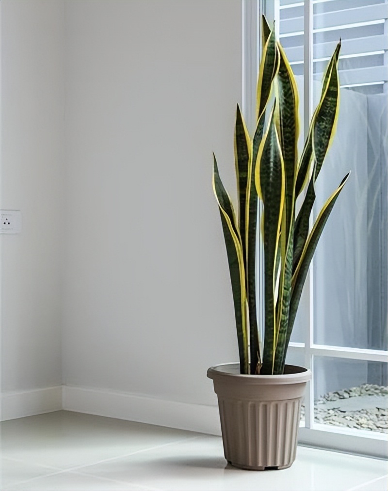 除甲醛又好养的植物,十大除甲醛的植物有哪些