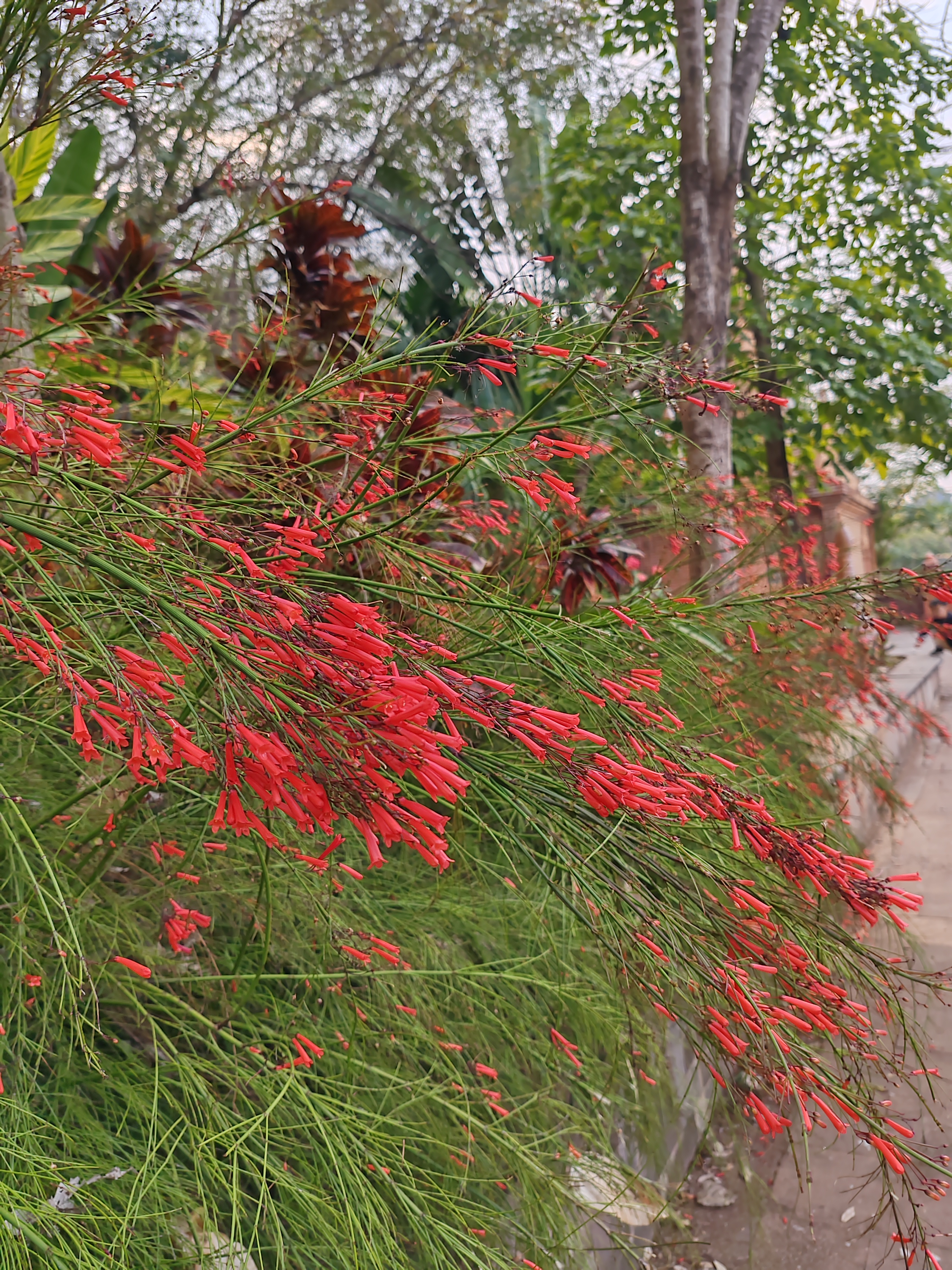 西双版纳曼听园攻略,云南西双版纳打卡曼听公园