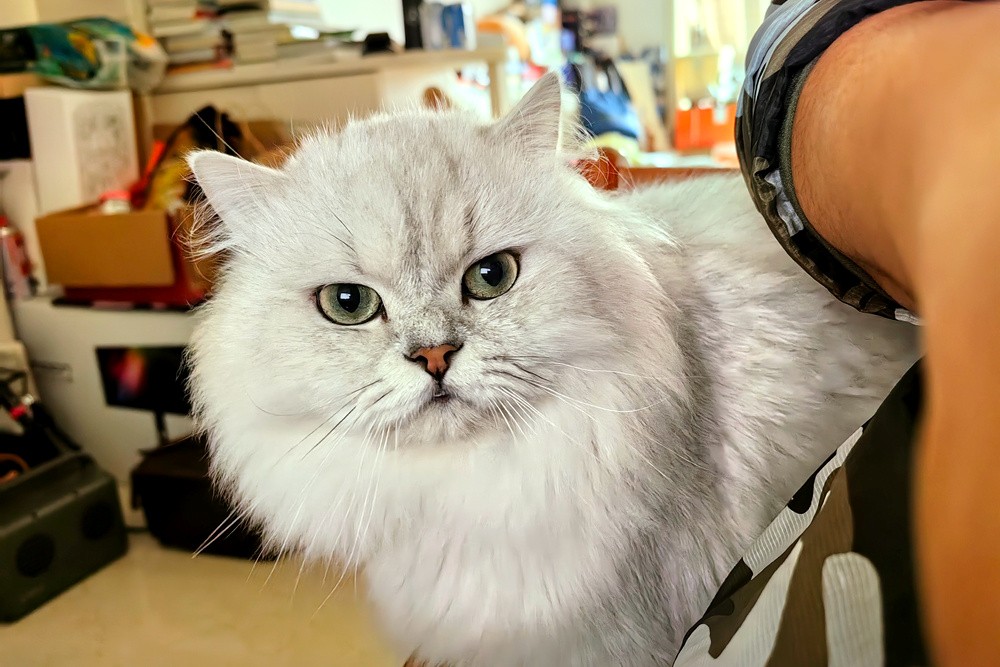 铲屎官福音:烘干箱不止高效快干大空间,JirpetF1首发体验有惊喜