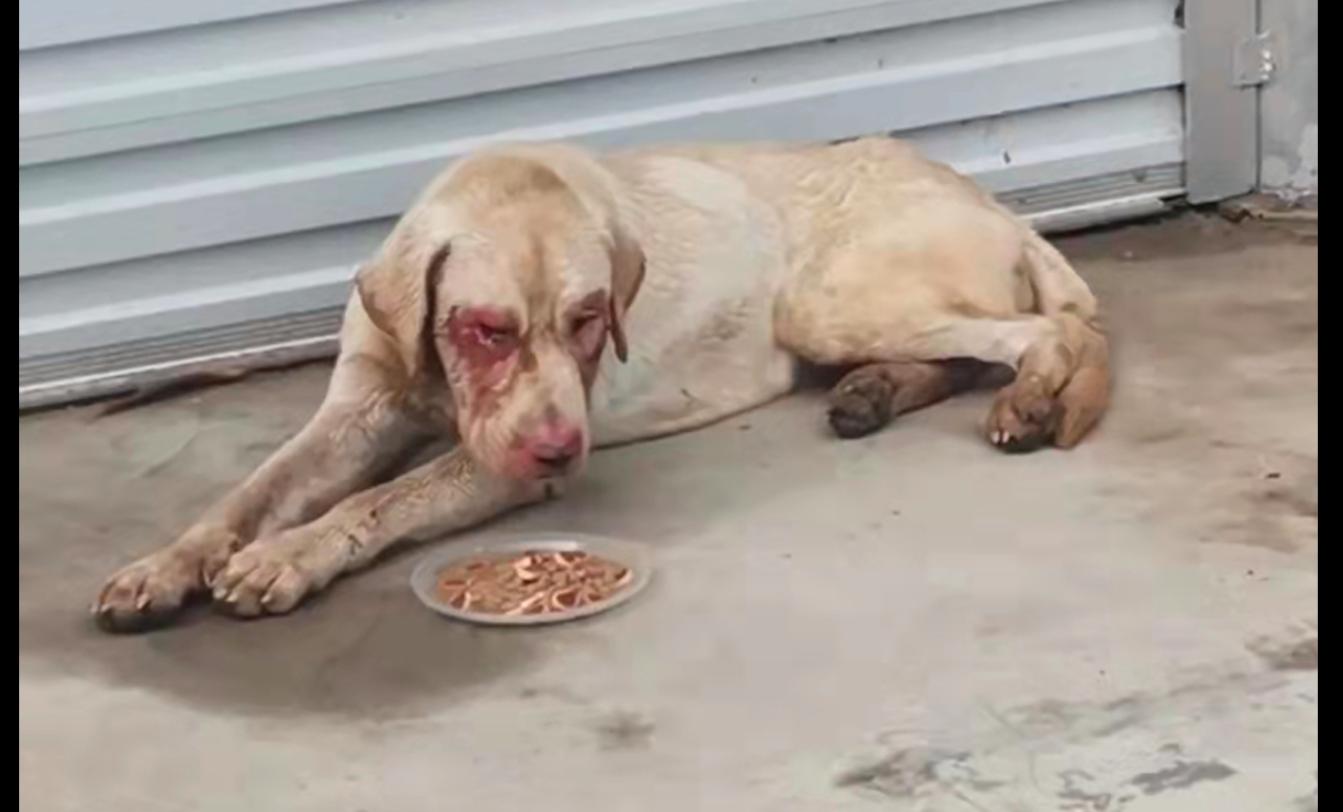 被人遗弃的拉布拉多怎么办,拉布拉多寄养生病被弃养