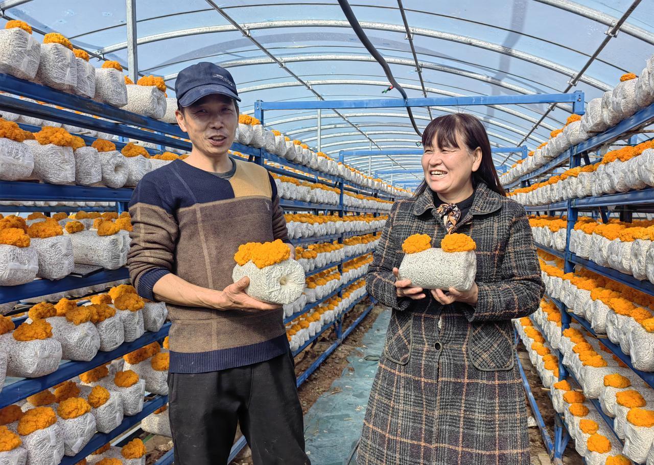 金耳丰收！汝阳惊现金光闪闪的元宝！