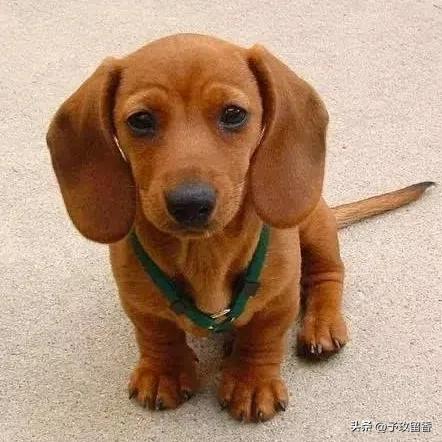 狗的种类常见宠物狗的品种及特点,宠物狗种类及特点