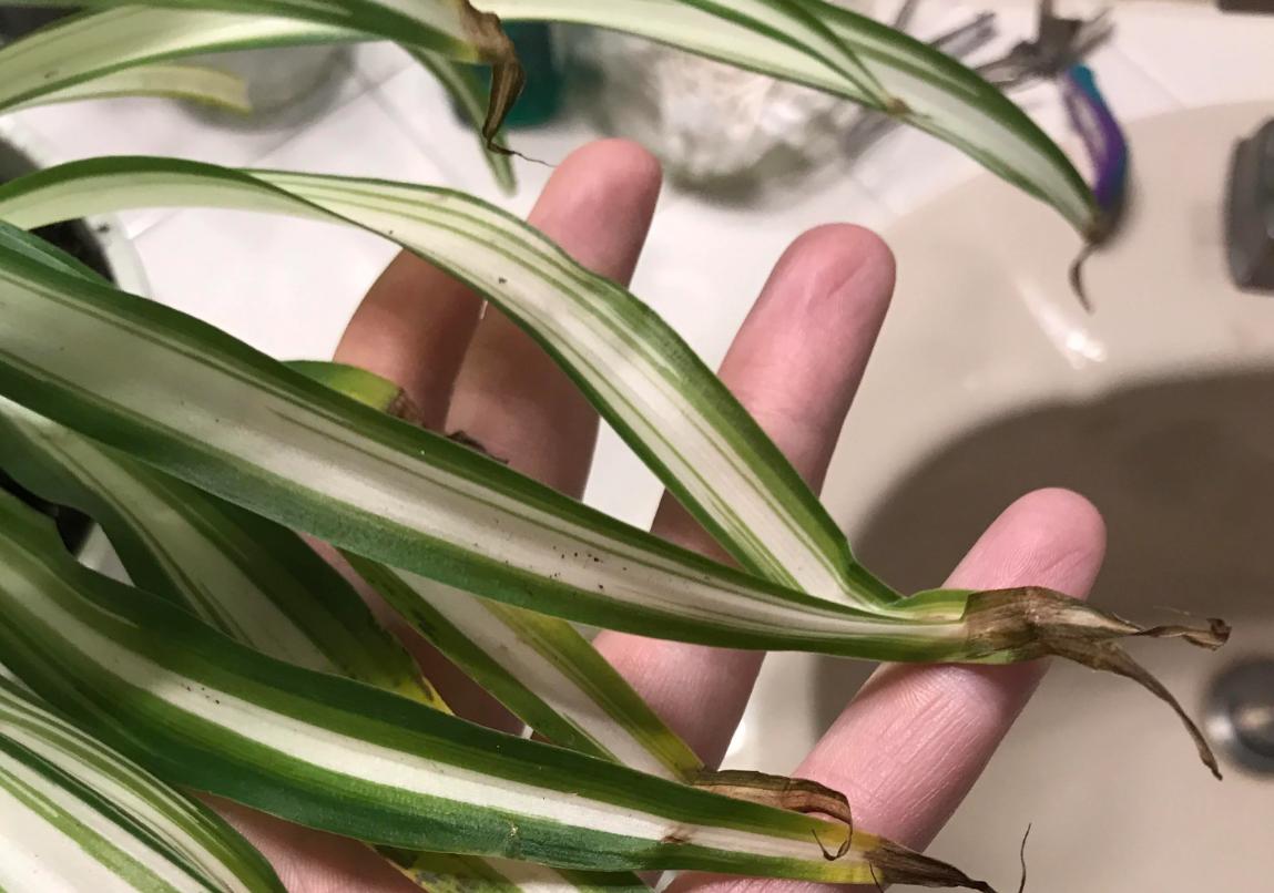 吊兰叶尖发黄怎么办最有效,吊兰叶尖发黄的原因及解决方法