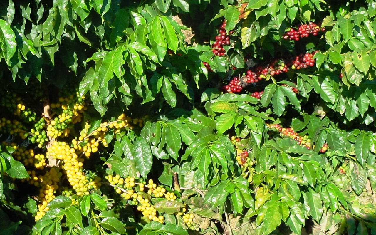 巴西咖啡为什么叫巴西咖啡,巴西咖啡的发展历史