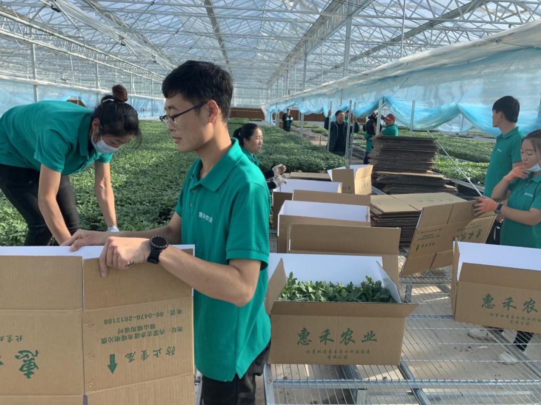 新建育苗工厂助力农业现代化,工厂化育苗基地建设