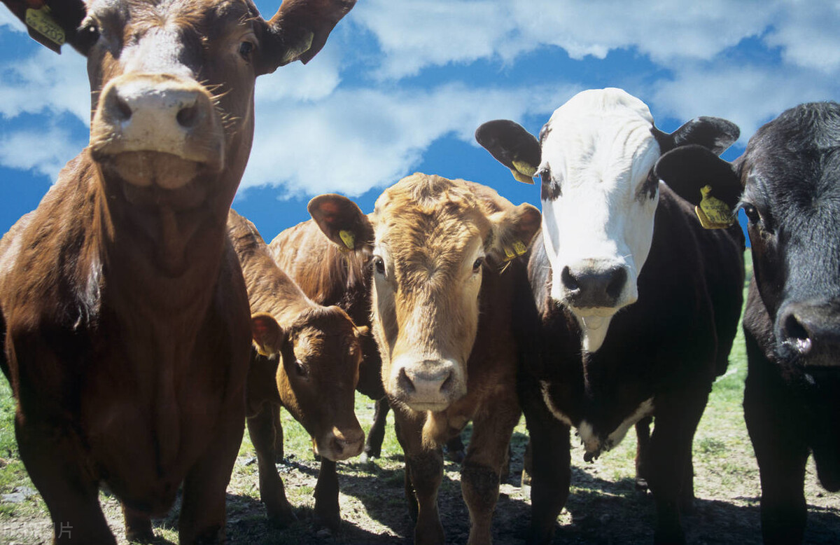 繁殖新技术,运用新技术转化为生产力