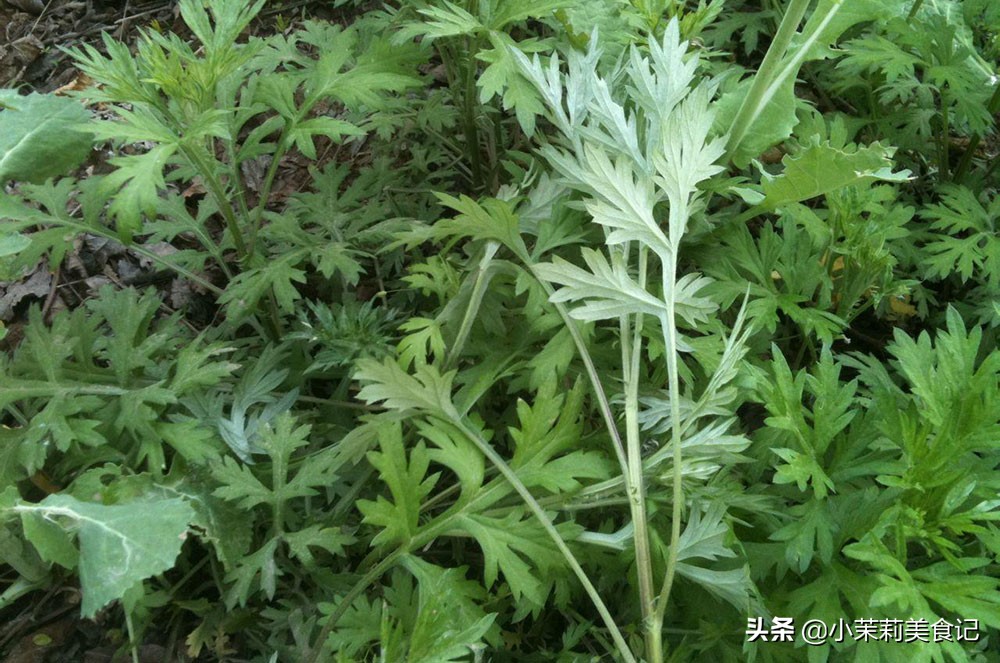 端午节挂艾草有什么讲究和忌讳,端午节挂艾草为何讲究倒着挂