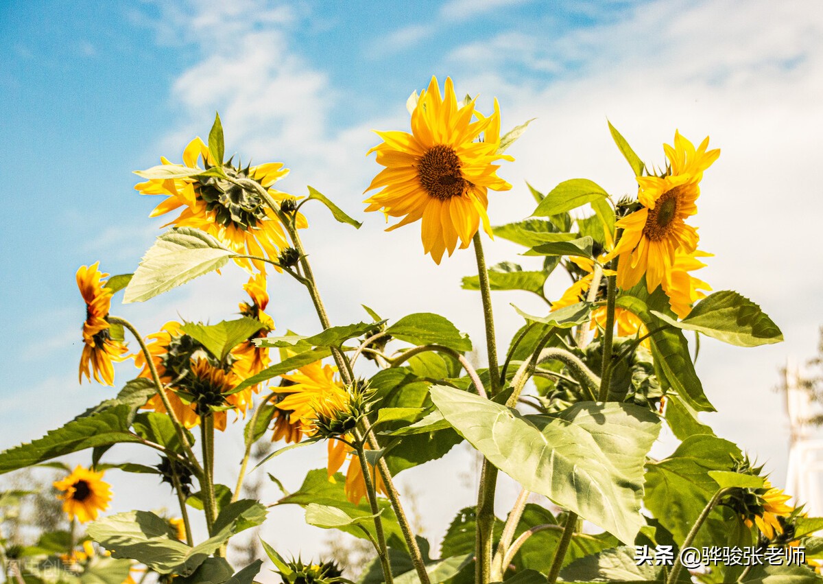 河南8所称大学的专科，而今只剩2所，开封大学焦作大学如何？