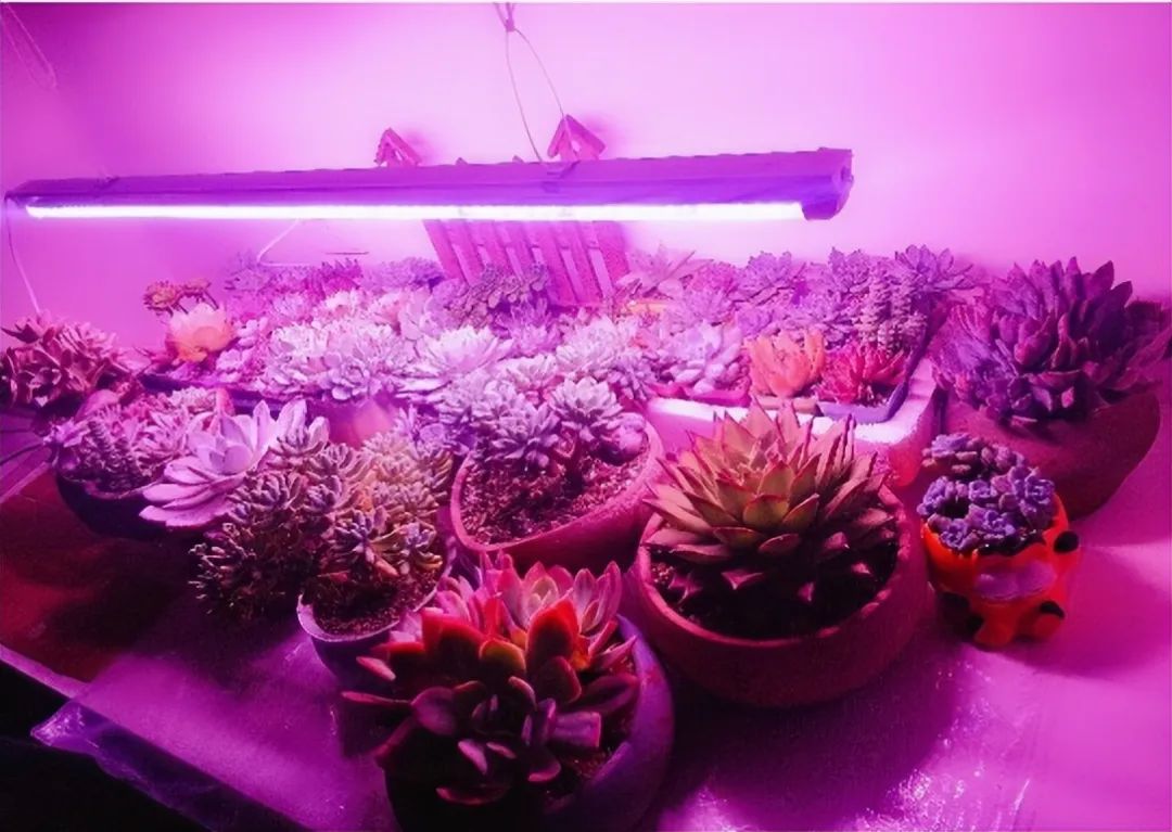 封闭阳台怎么养花技巧视频,封闭阳台养花技巧和方法