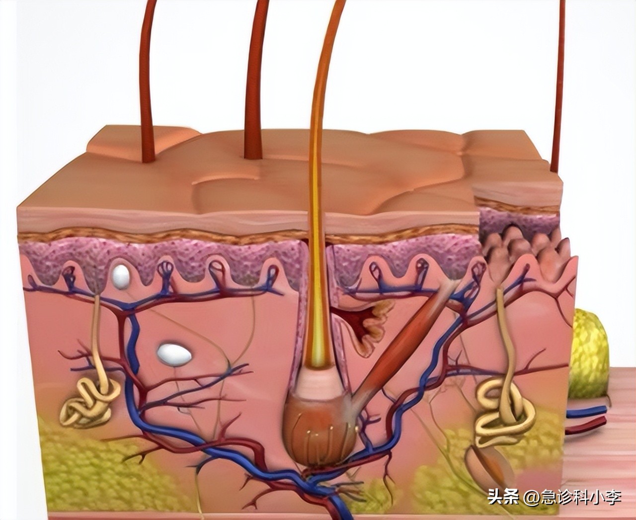 为什么有的人动不动就出汗,为什么人动不动就流汗
