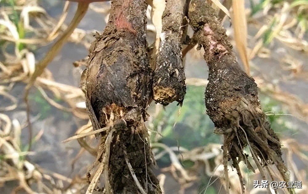 大蒜苗出来后发黄烂根怎么处理,大蒜烂根治疗方法