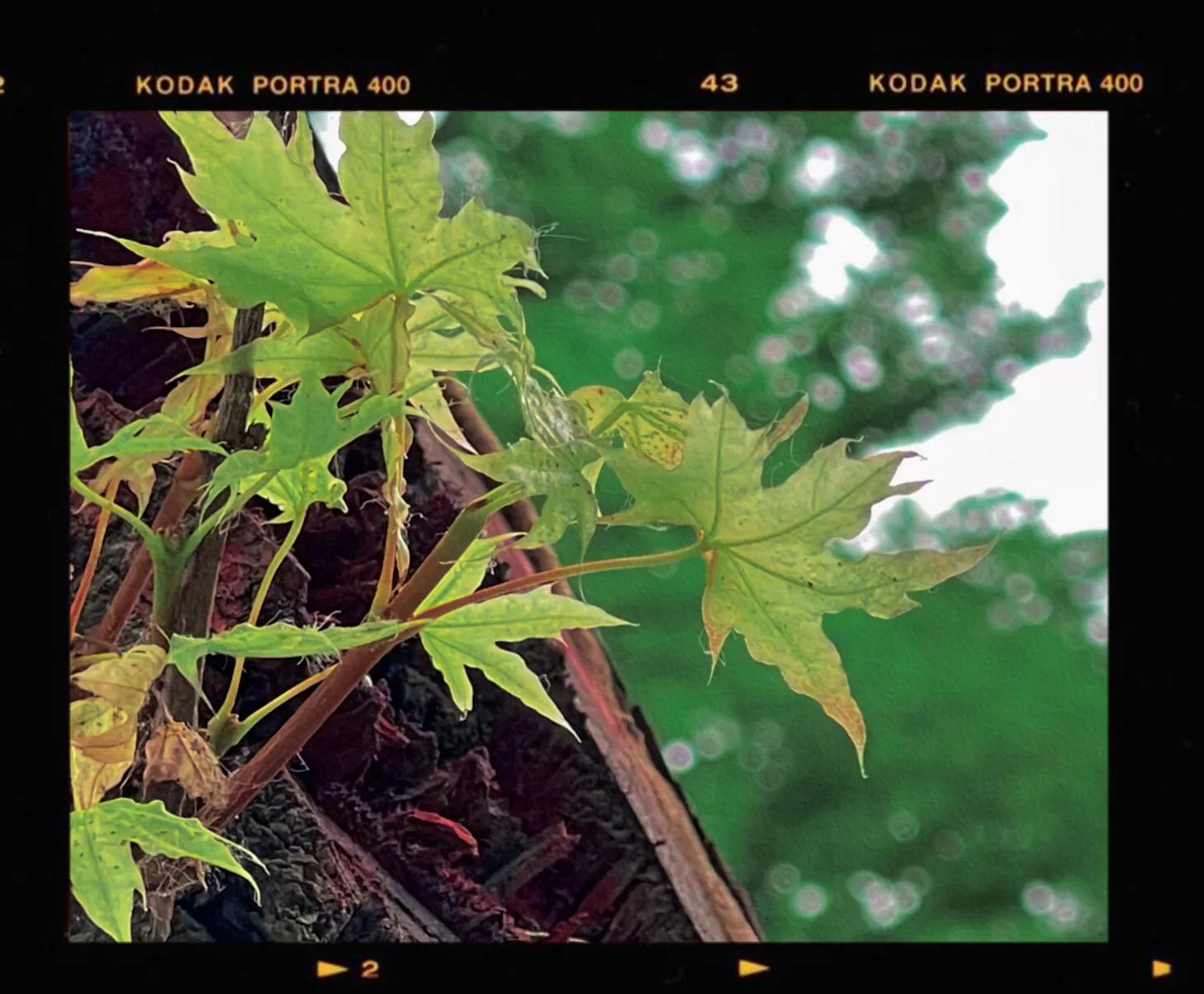 兴庆公园长乐之声合唱团直播现场,兴庆公园大合唱