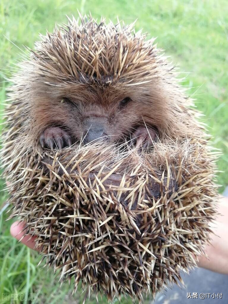 最常作为宠物饲养的微型刺猬——非洲侏儒刺猬冷知识