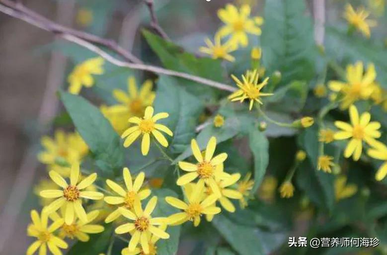 长得像野菊花的植物,长得像野菊花的野草