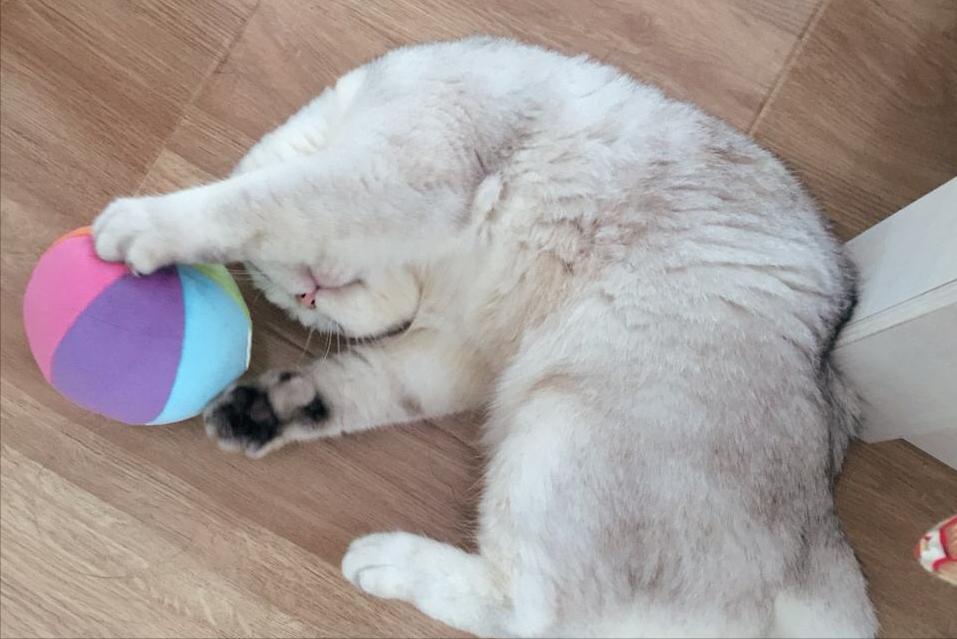 银渐层优势,银渐层战斗力为什么那么高