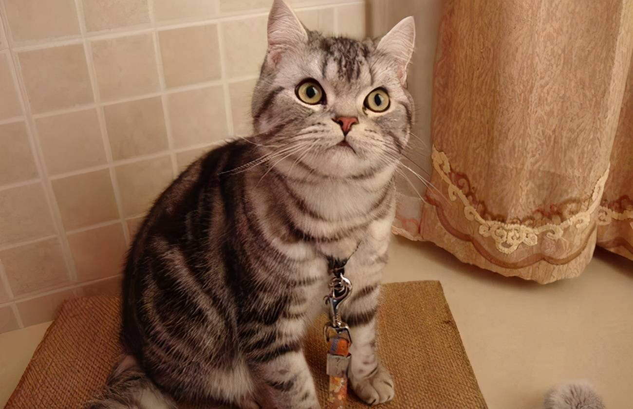 盘点那些特别反骨的猫,这6种猫堪称猫界渣王谁养谁吃亏