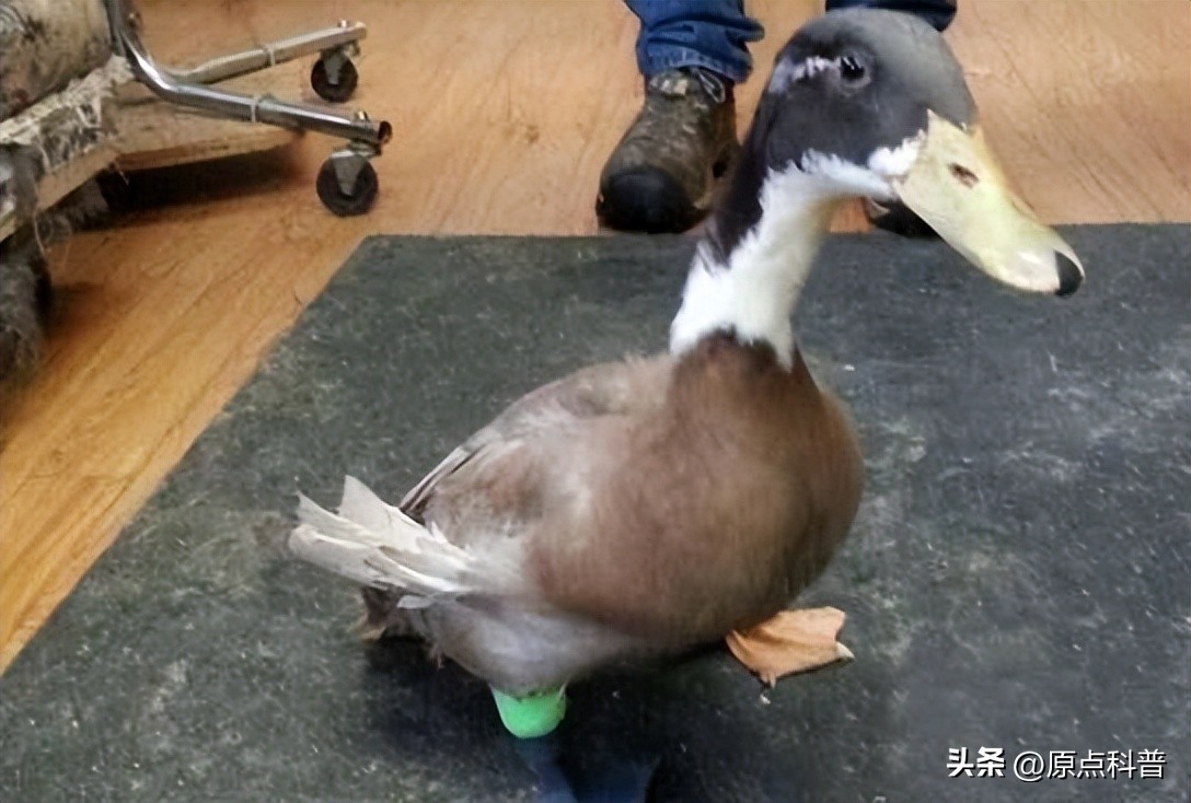 中国十禁名菜,十道禁忌名菜