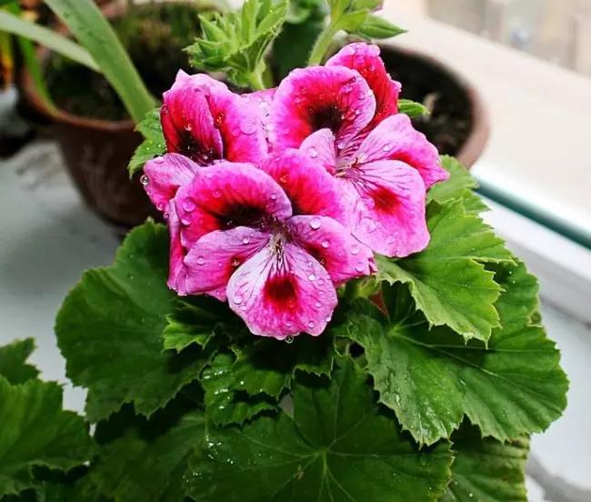 蝴蝶梅怎么扦插,蝴蝶梅花的养护方法