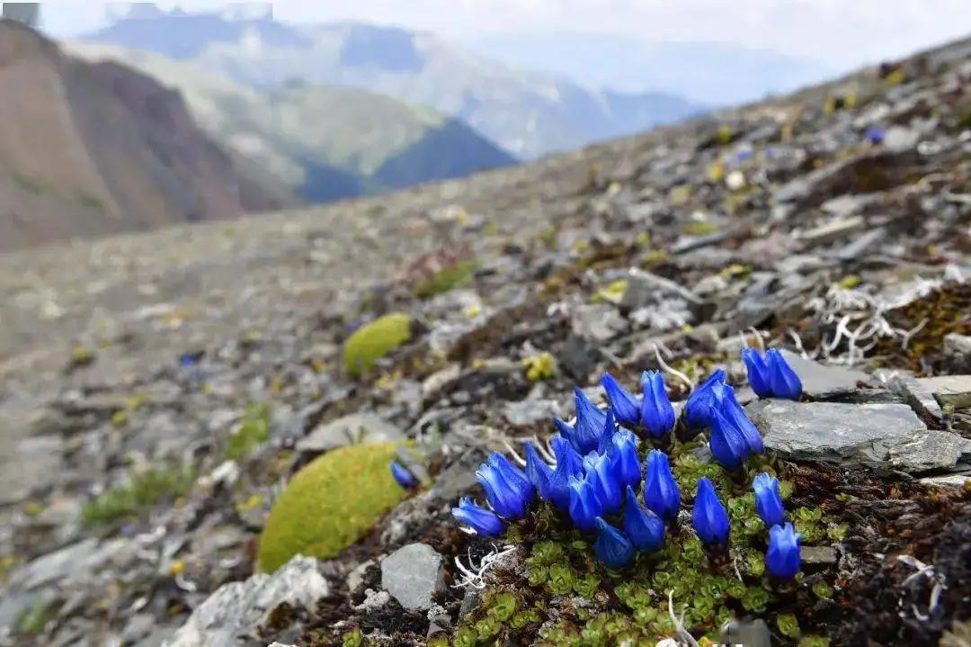 真刑，又有博主采挖“青藏雪莲花”！5-7年开花一次，开完就死亡