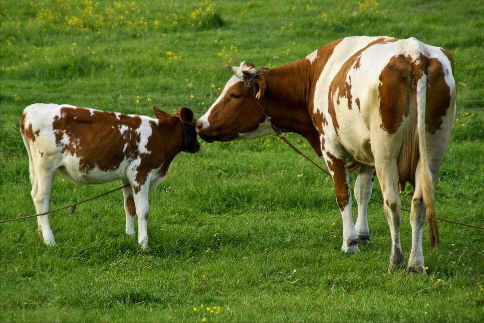牛的胎衣不下治疗方法,牛胎衣长时间不下来后期喂点什么